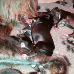 Puppies1
