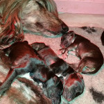 Puppies3