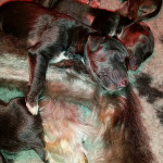 Puppies4
